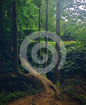Gigantic tree in forest, with trunk on the ground