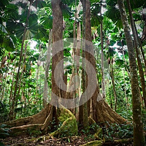 Gigantic tree tropical national park rainforest