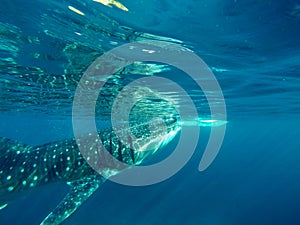 Gigantic Whale Shark Watching in Philippines, Oslob Cebu Island