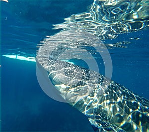 Gigantic Whale Shark Watching in Philippines, Oslob Cebu Island