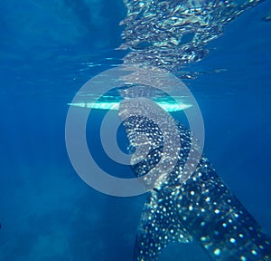 Gigantic Whale Shark Watching in Philippines, Oslob Cebu Island