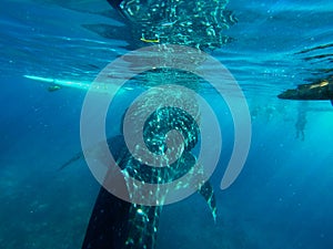 Gigantic Whale Shark Watching in Philippines, Oslob Cebu Island