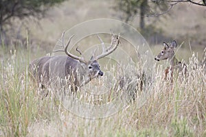 Gigantic whitetail buck with huge antler spread following a doe