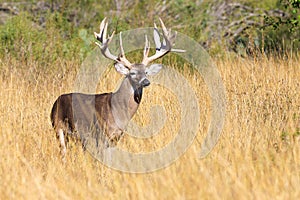 Gigantic whitetail buck photo