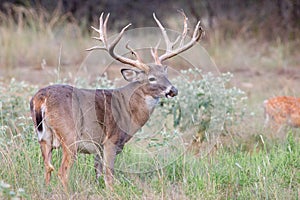 Gigantic Wide Spread Whitetail Buck photo