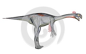 Gigantoraptor dinosaur