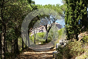 Giglio Island, Tuscany Italy: a walking path in the wood photo