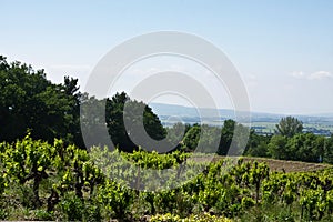 Gigondas' Vineyards