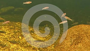 Gila Chubs Swimming in Sabino Creek - Tucson