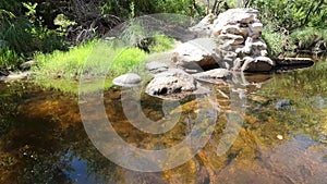 Gila Chubs Swimming in Sabino Creek - Tucson, Arizona