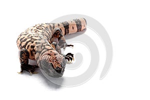 Gila monster