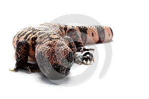 Gila monster