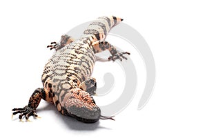 Gila monster