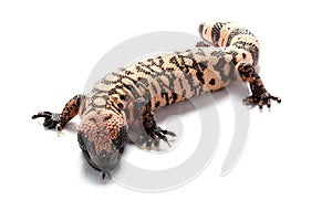 Gila monster