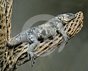 Gila Monster photo