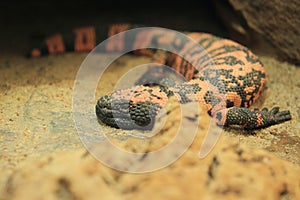 Gila monster