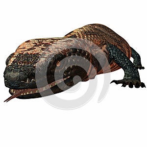 Gila Monster photo