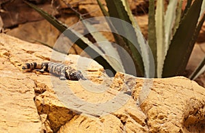 Gila monster