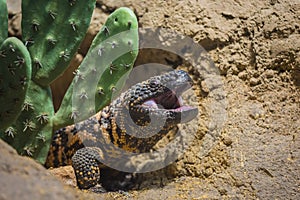 Gila Monster