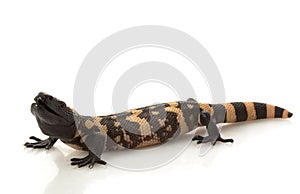 Gila Monster