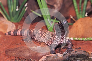 Gila monster