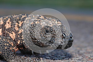 Gila Monster