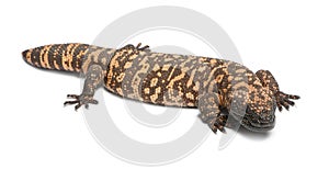 Gila monster - Heloderma suspectum