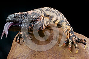 Gila Monster / Heloderma suspectum photo