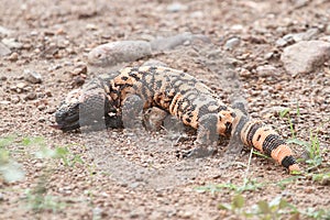 Gila Monster (Heloderma suspectum)