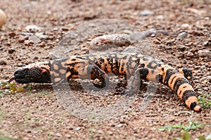 Gila Monster (Heloderma suspectum)