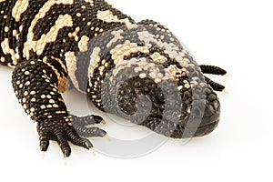 Gila Monster (Heloderma suspectum)