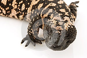 Gila Monster (Heloderma suspectum)