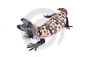 Gila monster, Heloderma suspectum cinctum