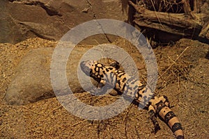 Gila monster, Heloderma suspectum photo