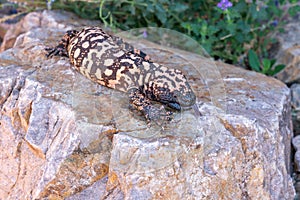 Gila Monster Heloderma suspectum on flat rock