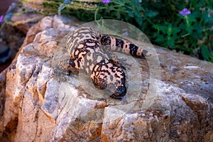 Gila Monster Heloderma suspectum on flat rock