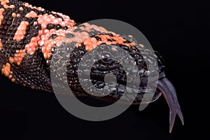 Gila monster Heloderma suspectum photo