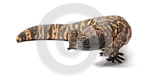 Gila monster - Heloderma suspectum, poisonous