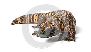 Gila monster - Heloderma suspectum, poisonous photo