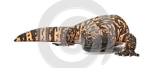 Gila monster - Heloderma suspectum, poisonous photo