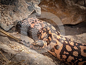 Gila monster Heloderma suspectum venomous lizard native to the southwestern United States