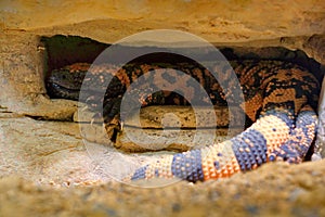 Gila monster, Heloderma suspectum, venomous lizard from USA and Mexiko hidden in rock cave. Sunny day in stone and sand desert. Da photo