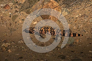 Gila Monster in the high desert