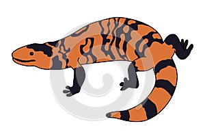 Gila Monster illustration vector.Lizard vector