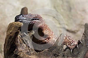 Gila monster lizard