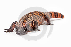 Gila Monster Lizard Crawling Forward