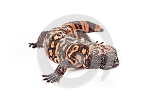 Gila Monster Lizard Isolated on White