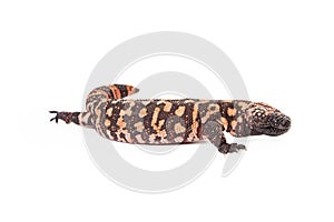 Gila Monster Lizard Side View photo