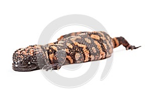 Gila Monster Lizard On White