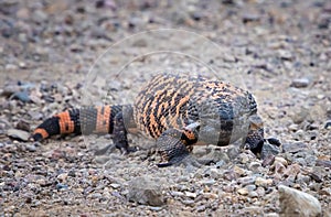 Gila Monster Orange and Black Venomous Lizard Low Angle Close Up Looking at Camera